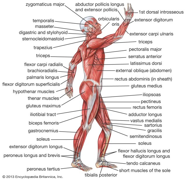 Deep Tissue Massage Carmarthenshire
